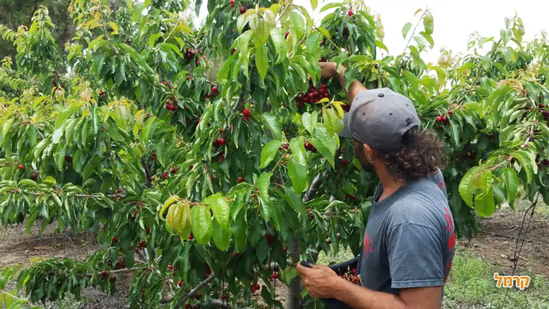 הדובדבן שבגולן