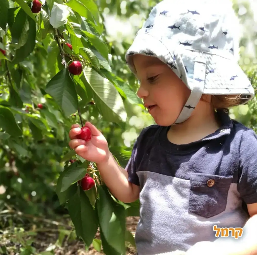 קטיף אלרום