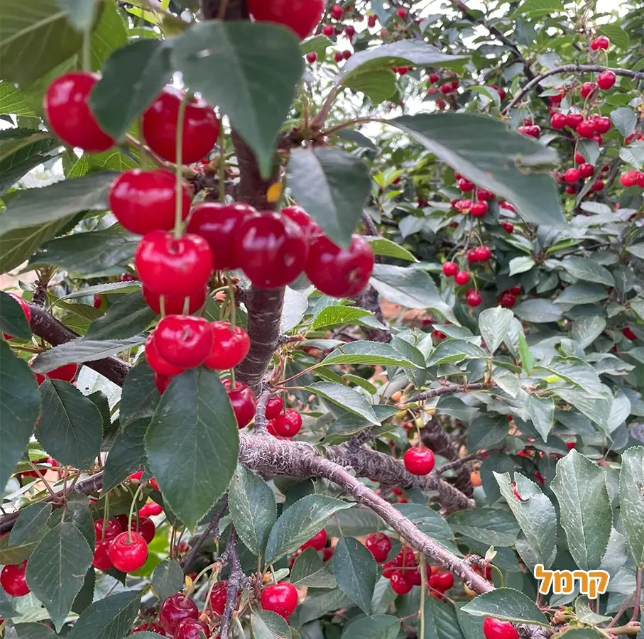קטיף אלרום