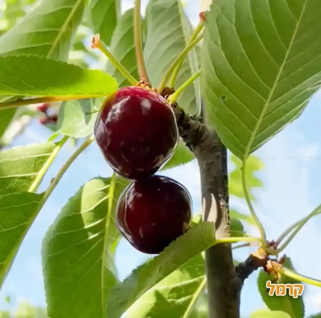 דובדבן אדום