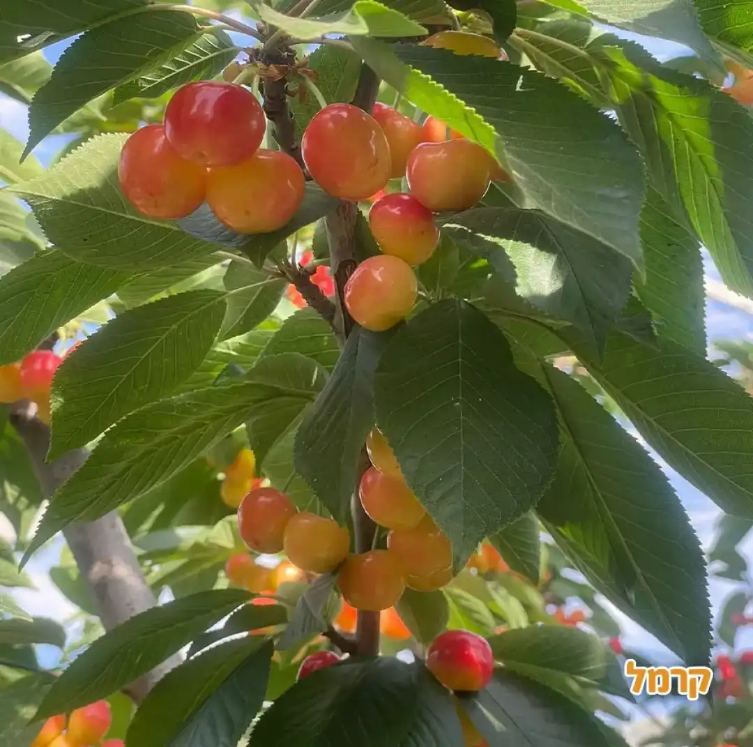 דובדבנים טריים