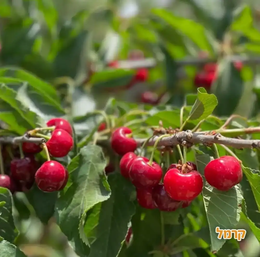 דובדבנים מרמת הגולן