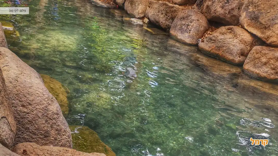 מים צלולים של הנחל