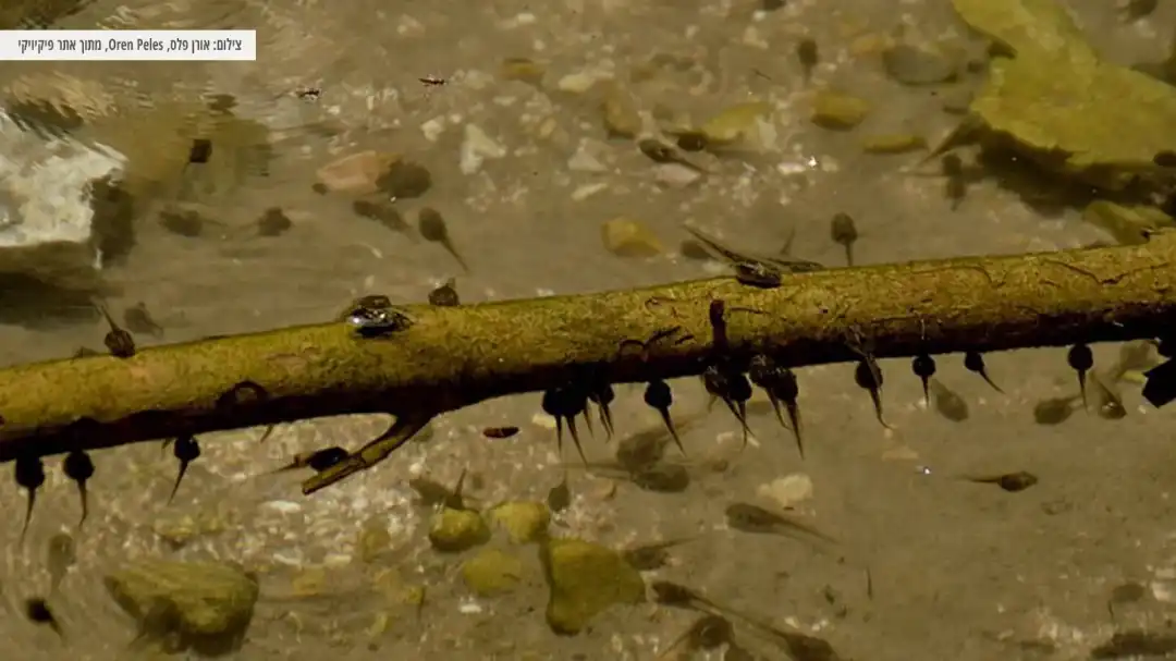 ראשנים במים