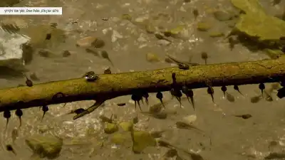 ראשנים במים