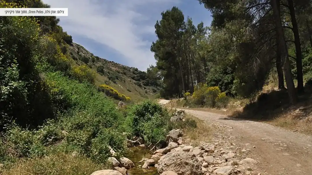 שביל בנחל דישון