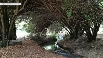 עץ מייצר צל בחלק מהנחל