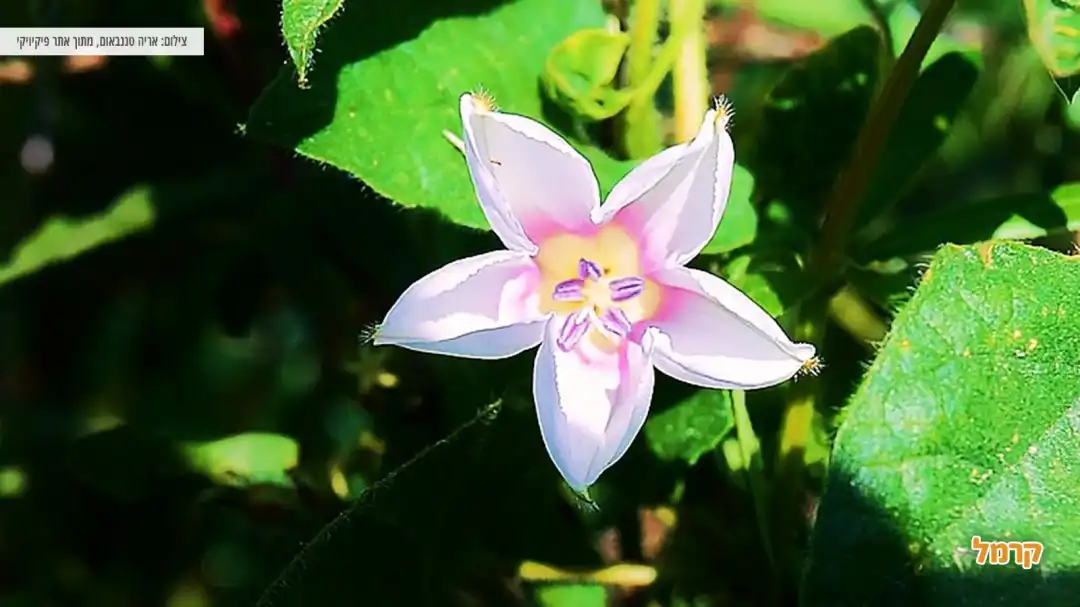 פרח מרהיב ביישוב אלונה