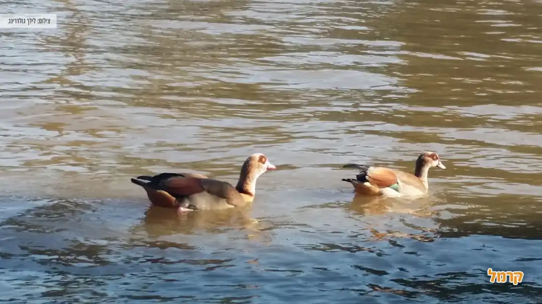 ברווזים בפארק הירקון
