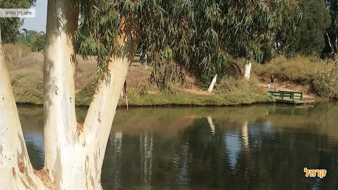 עצים ואגם בפארק