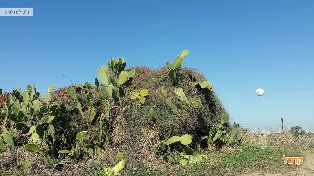 עצי קקטוס על גבעה קטנה