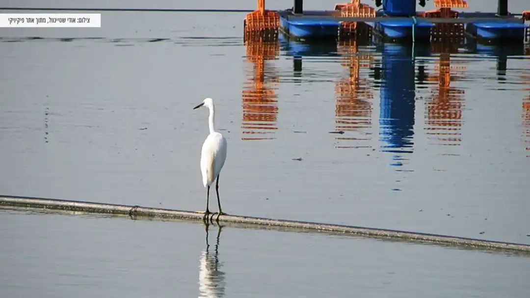 חסידה על המים