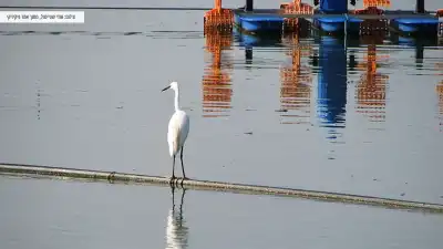 חסידה על המים חסידה על המים