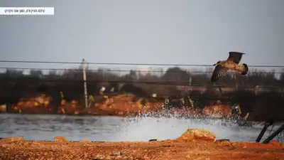 ציפורים במעגן ציפורים במעגן