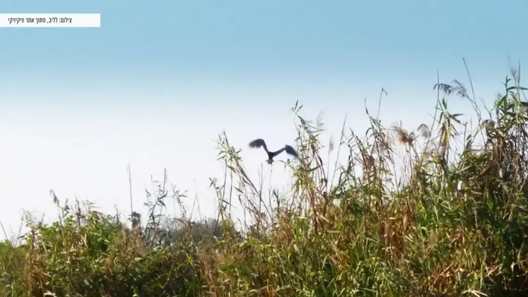 ציפור עפה במעגן מיכאל