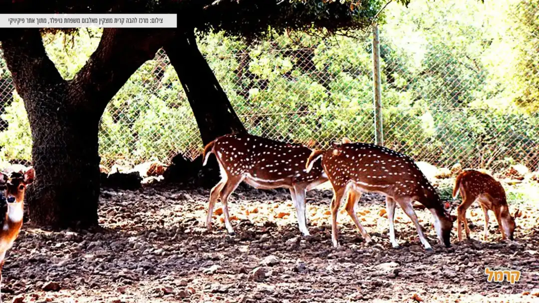 צבאים בעין זיוון קרוב למעיין