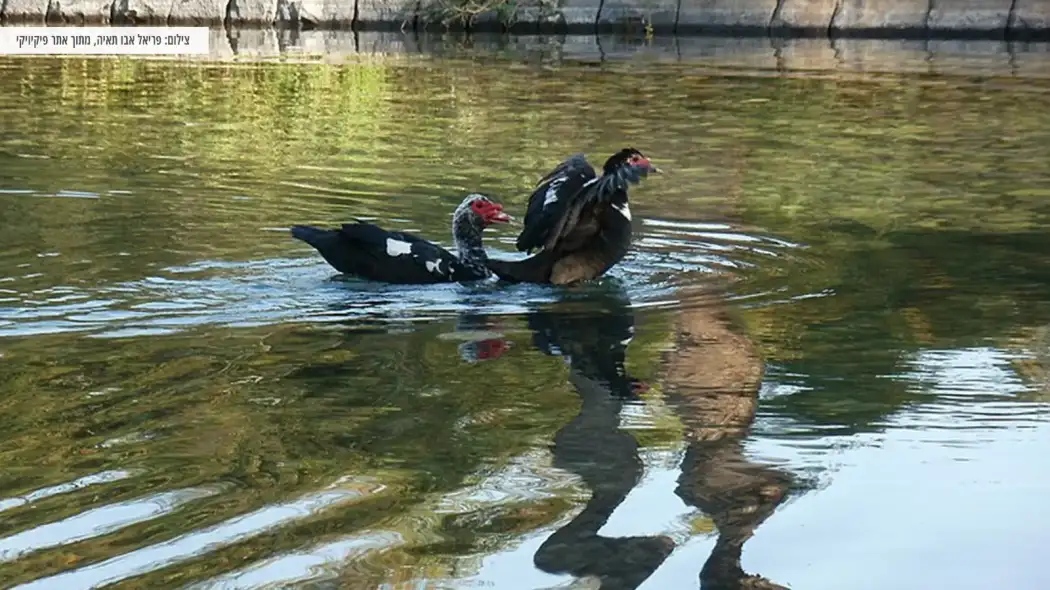 משפחה מבלה במעיין עין נון