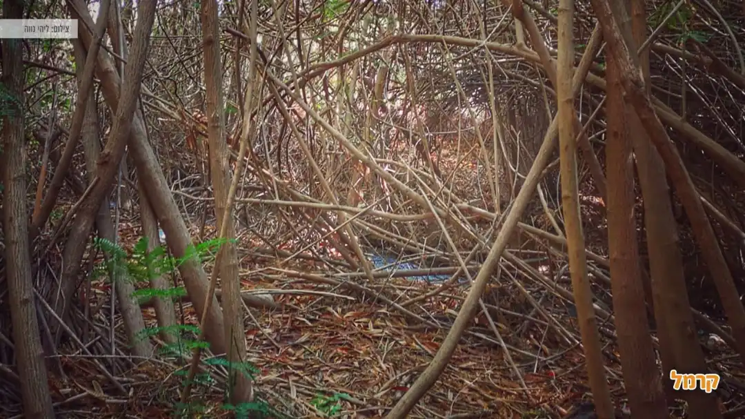 צמחיה נפלאה באזור המפלים