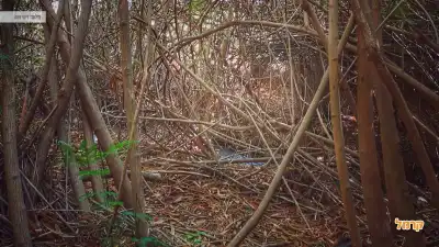 צמחיה נפלאה באזור המפלים צמחיה נפלאה באזור המפלים