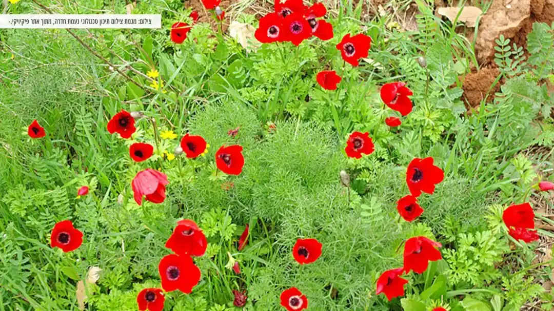 פריחת כלניות בפאר