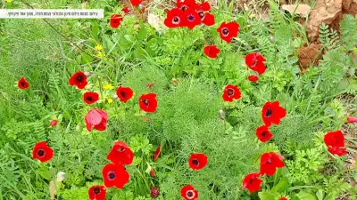 פריחת כלניות בפאר