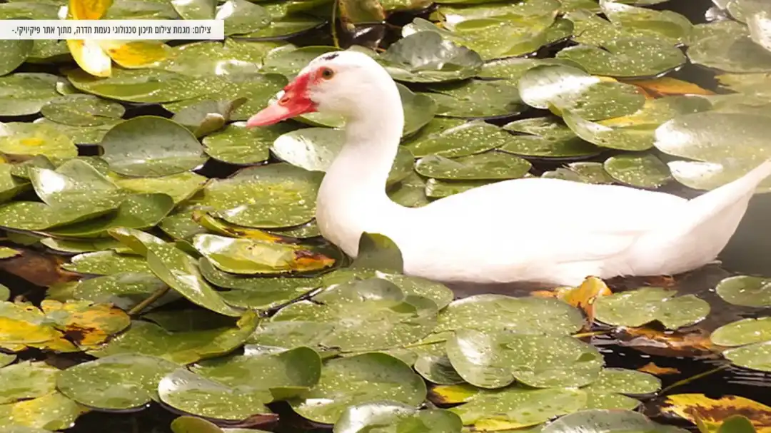 ברווז לבן נהנה בבריכת דגים