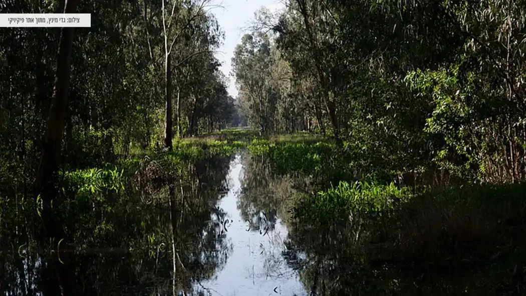 שלולית חורף, עצים וצמחיה בפארק השרון בחדרה