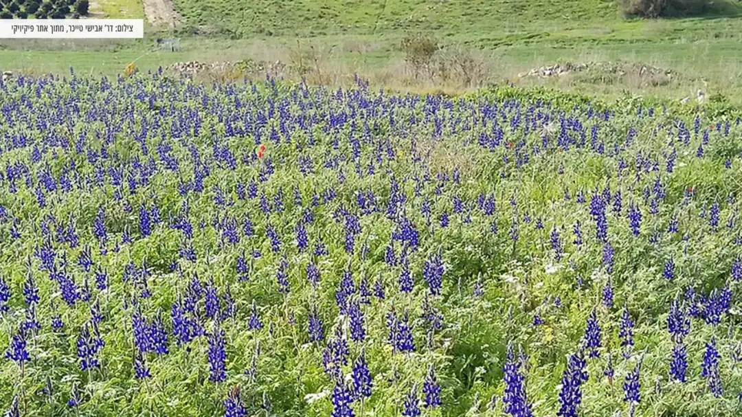 תורמוסים פורחים