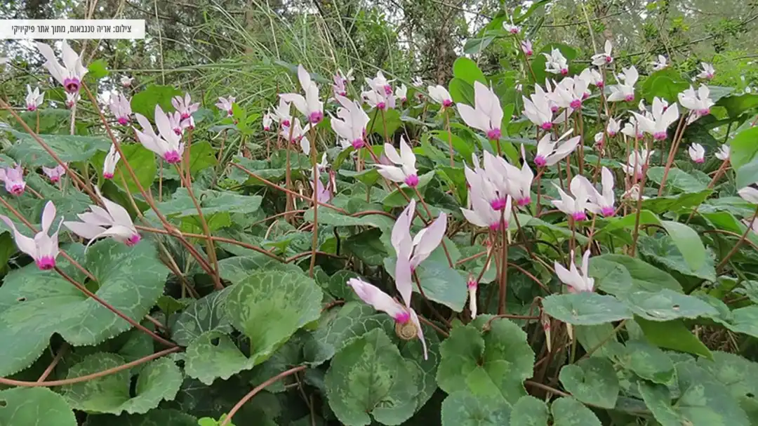 פריחת רקפות