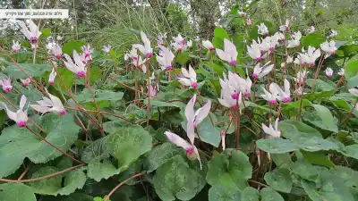 פריחת רקפות