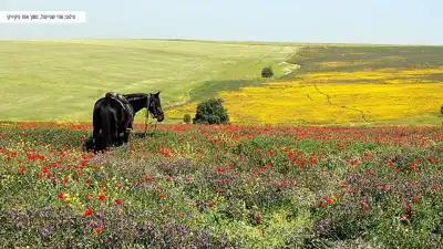 סוס בין מרבדי פריחה