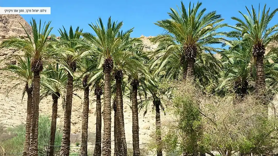 טיול מרהיב ביופיו באטרקציית הגן הבוטני