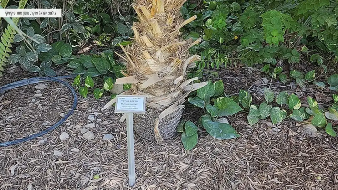 צמחיה מדהימה בלב המדבר