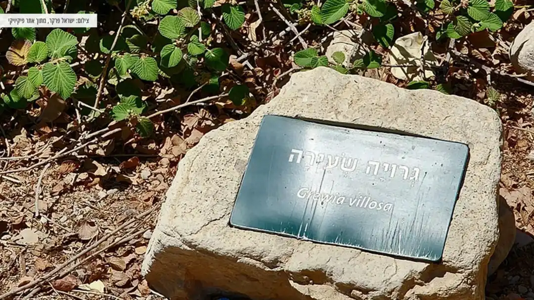 גרויה שעירה צמח מיוחד בגן הבטוני