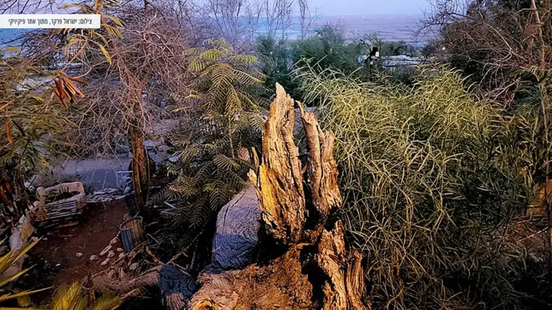צמחיה מרהיבה וייחודית לגן הבוטני עין גדי