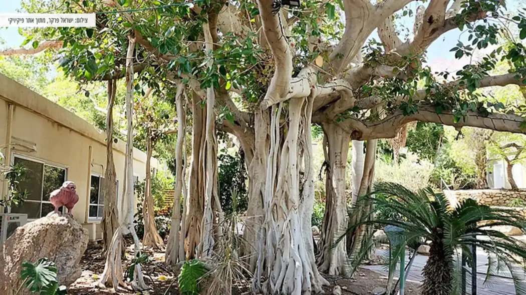 בילוי משפחתי בגן הבוטני עין גדי