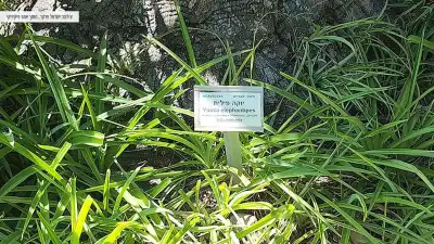 יוקה פילית - צמח בגן הבוטני עין גדי