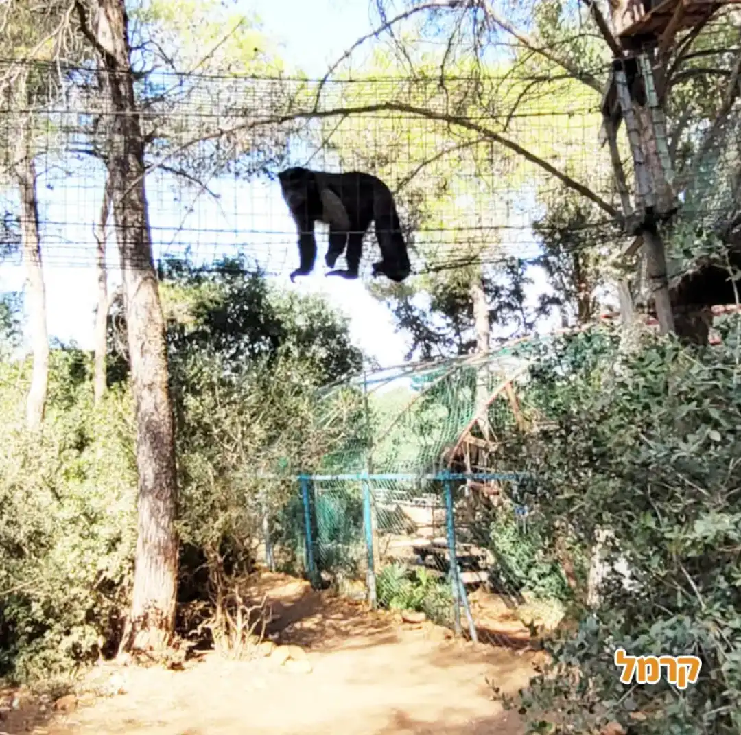 קוף מטייל על גשר