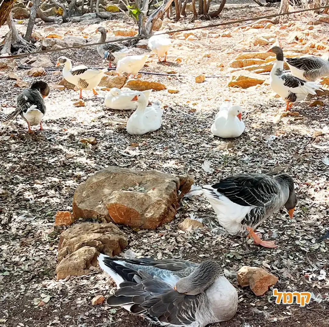 איזור האווזים