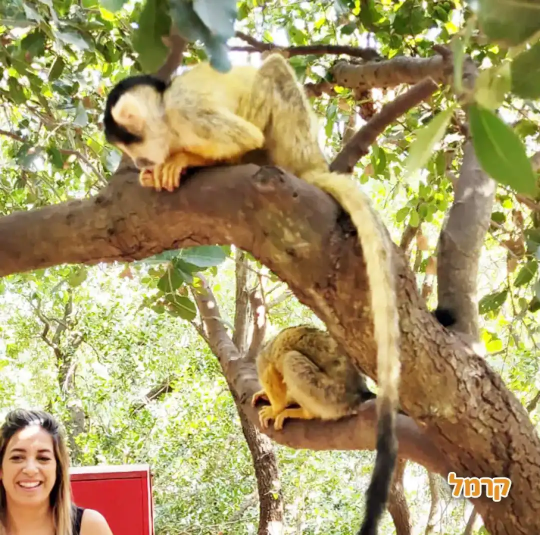 קופים משחקים