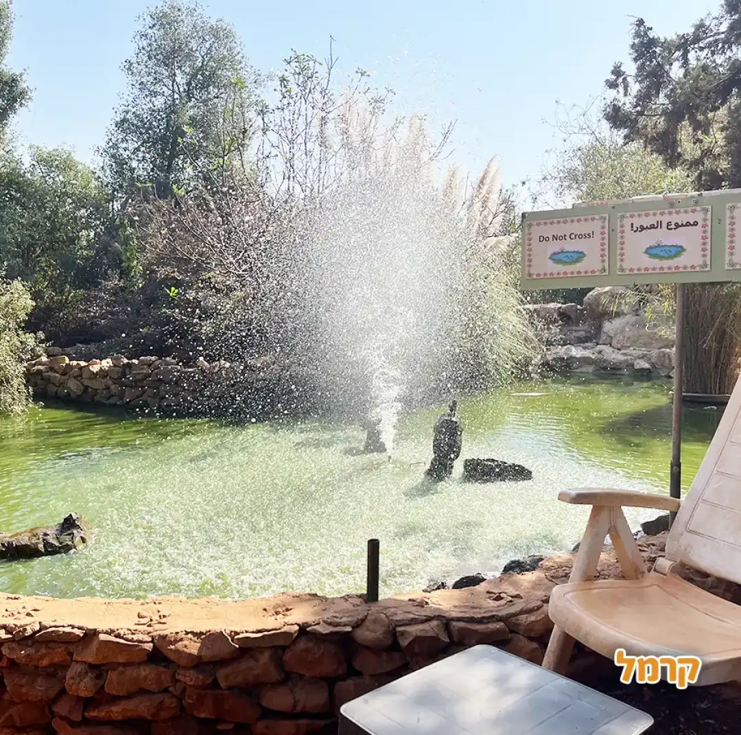 מזרקה במים של הברווזים