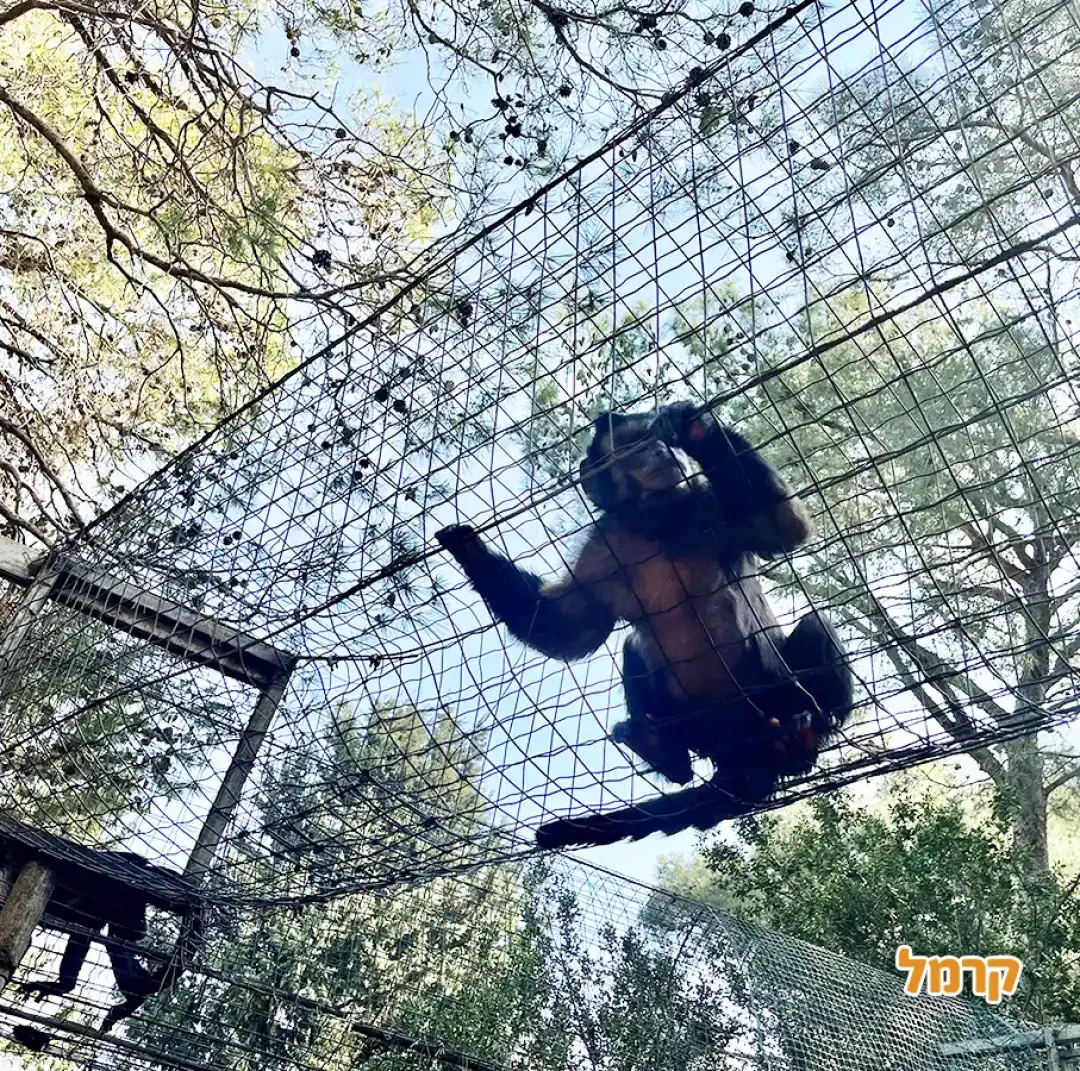 קוף על הגשר מעל