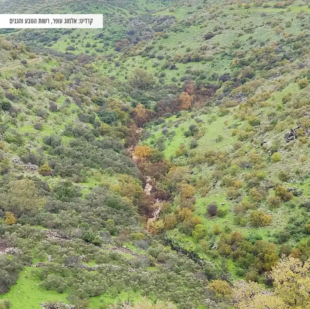 צמחייה פראית והנחל שנחבא בתוכה