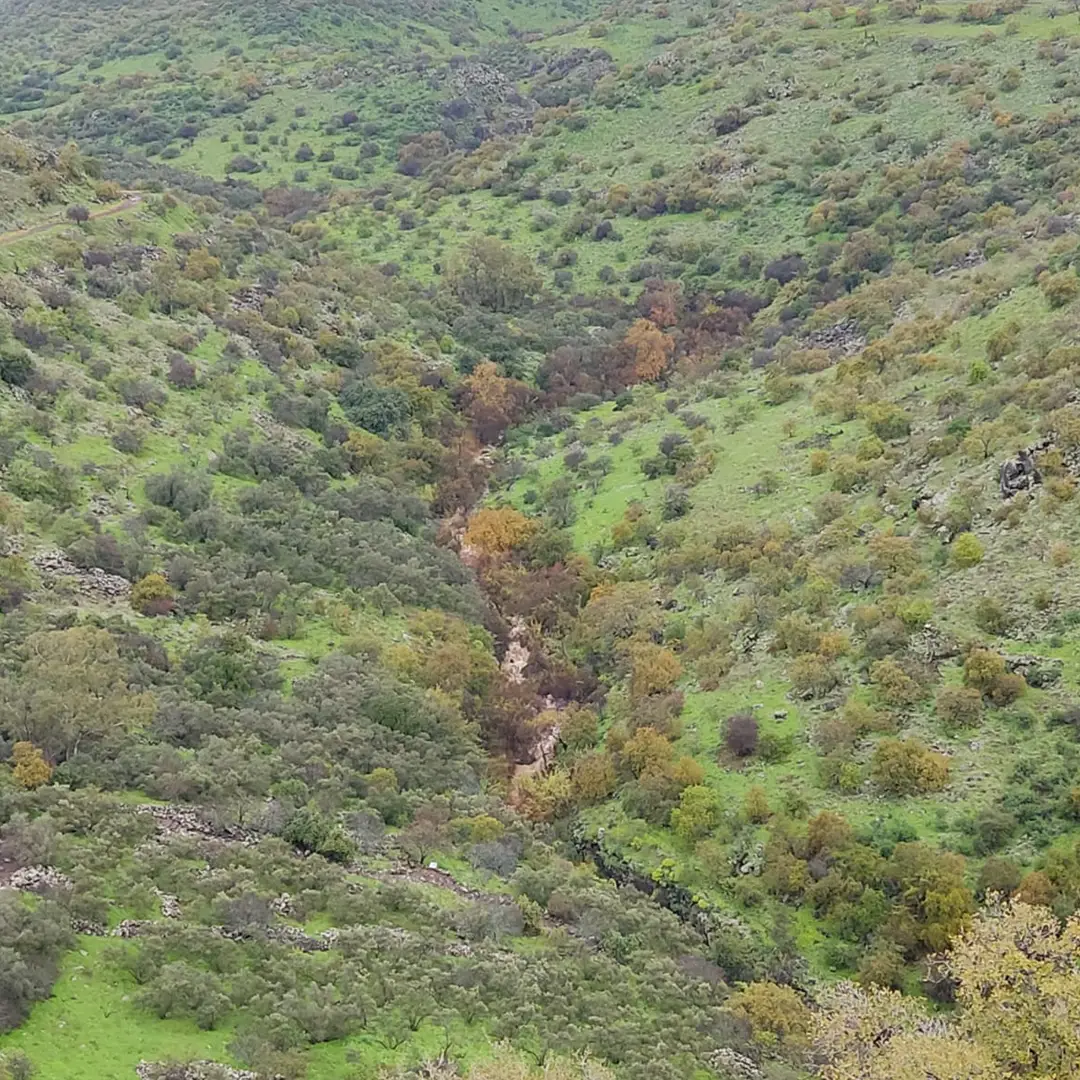 נחל הזאכי