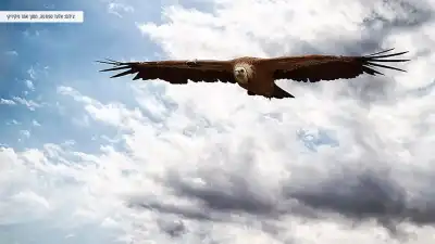 נשר מקראי