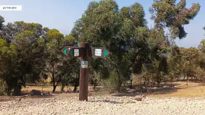 שלטי הכוונה במסלול יער שוויץ שלטי הכוונה במסלול יער שוויץ