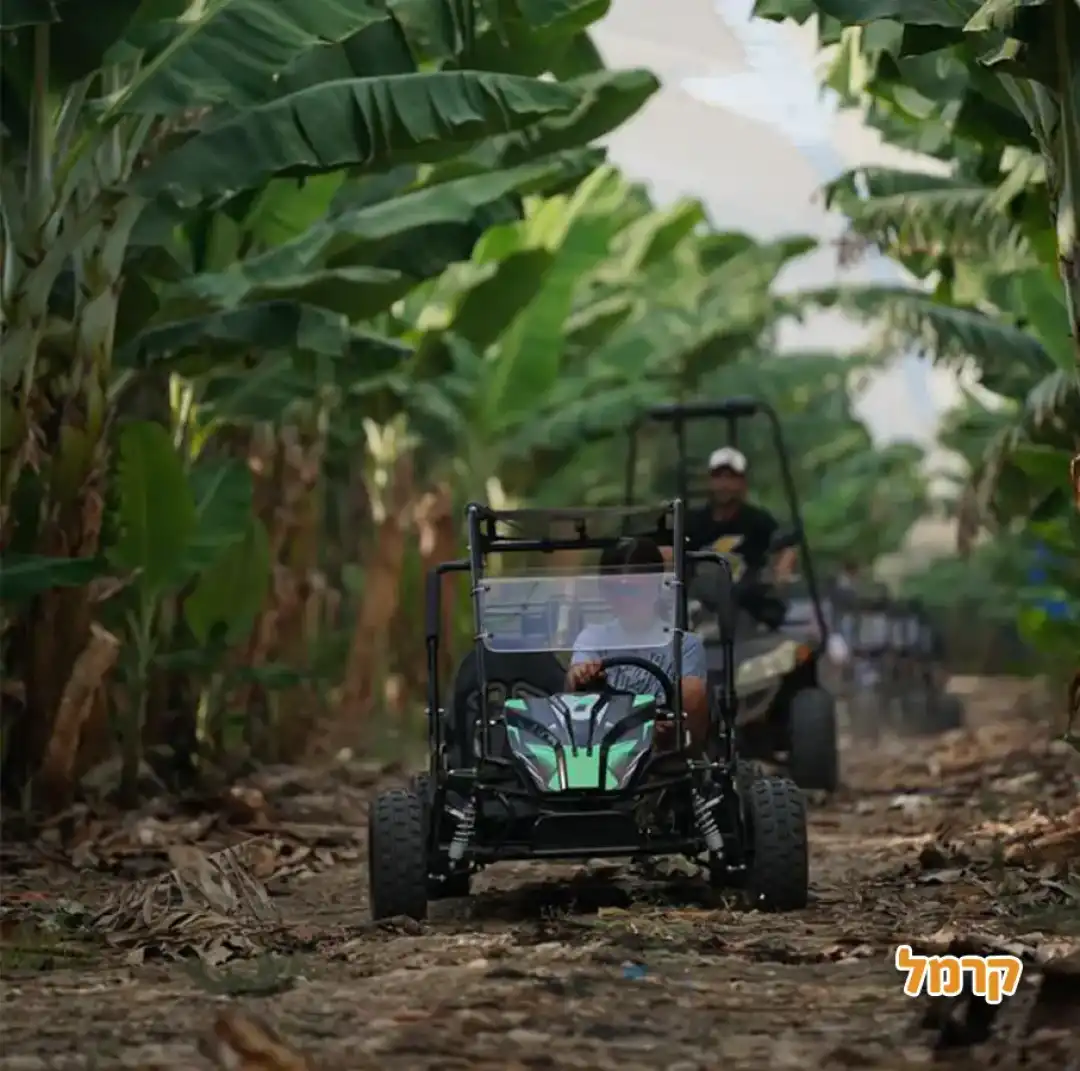 נהיגה במטע בננות