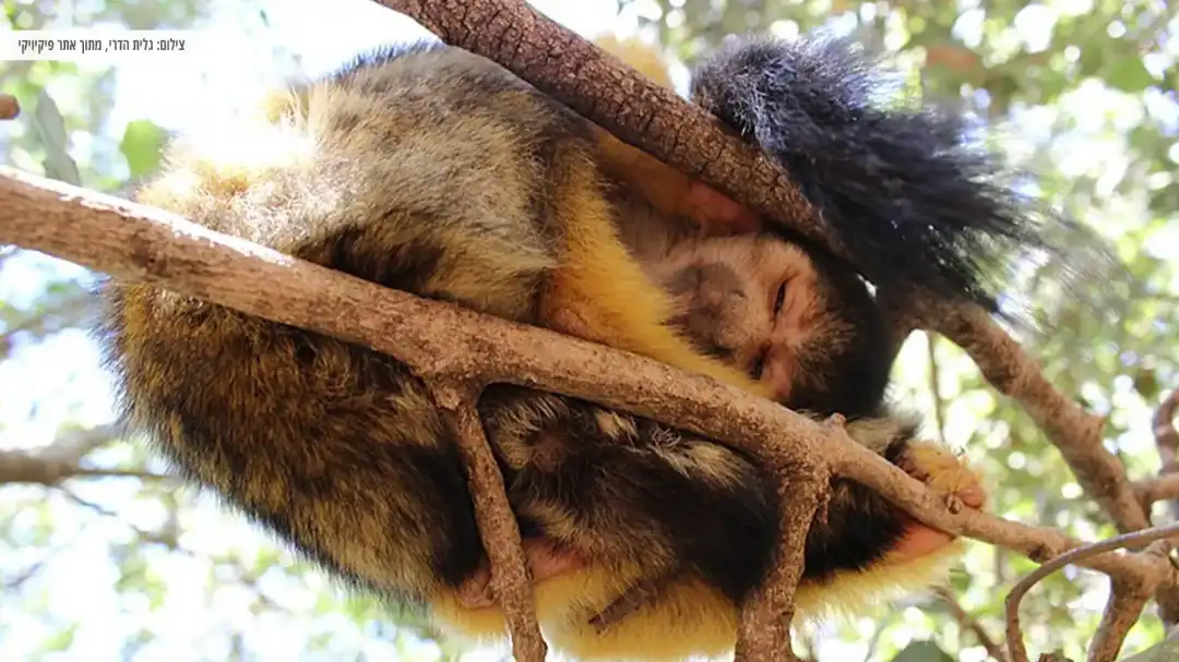 קוף סנאי מנמנם על עץ