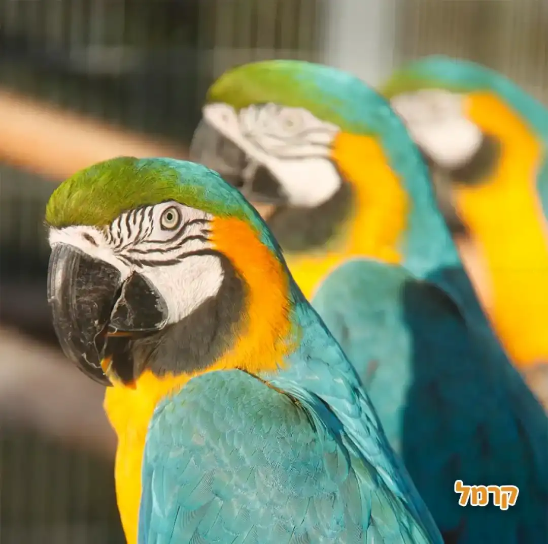 כלוב התוכים 