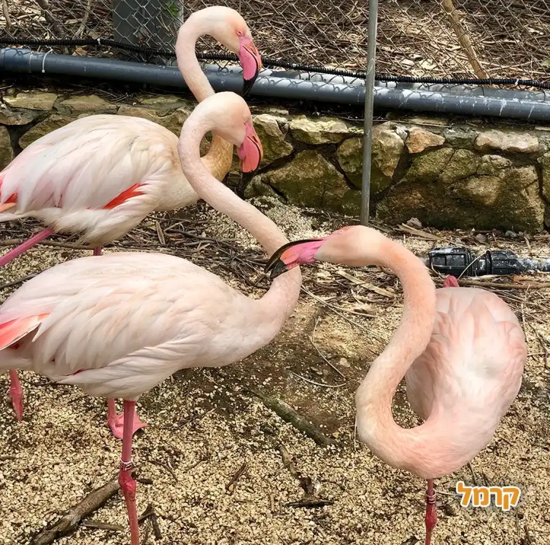 להקת פלמינגו